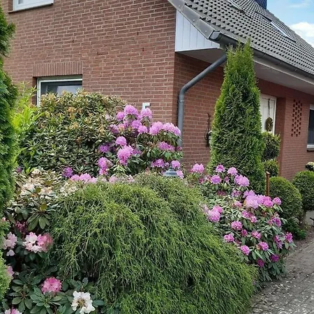 Hydrangea *