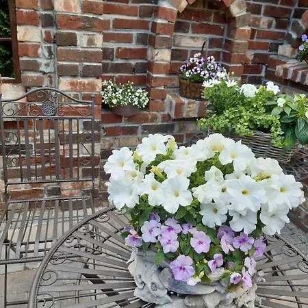 Hydrangea