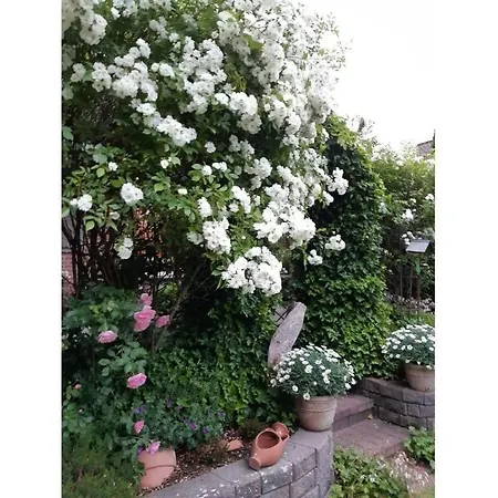 Hydrangea Apartmán Schneverdingen