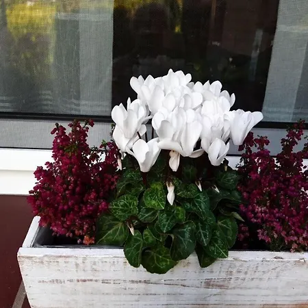 Hydrangea Apartmán *