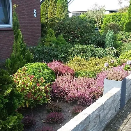 Hydrangea Schneverdingen